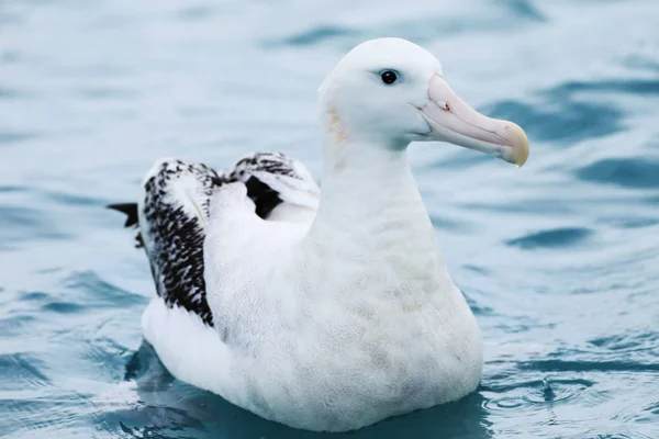 Gibsons Vandrande albatross, Diomedea exulans — Stockfoto