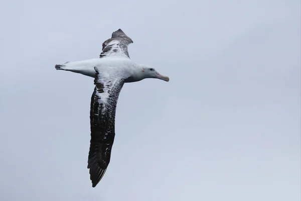 Gibson 's Wandering Albatross, Diomedea exulans, planando — Fotografia de Stock