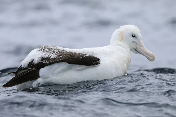 Gibson's Wandering Albatross, Diomedea exulans, vicino — Foto Stock