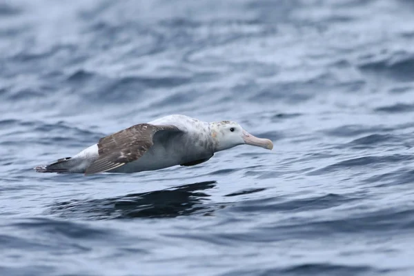 Gibson's Wandering Albatross, Diomedea exulans, flying — Stock Photo, Image