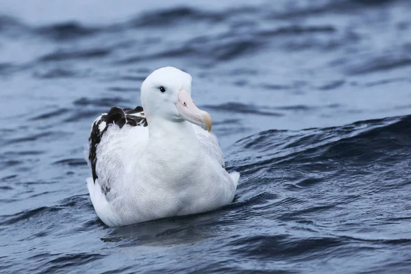Gibsons Vandrande albatross, Diomedea exulans, på havet — Stockfoto