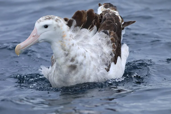 Gibsons wandernder albatros, diomedea jubiliert, auf meer — Stockfoto