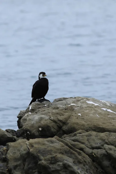 Vertical Little Pied Cormorant, Microcarbo melanoleucos, on rock — Stock Photo, Image