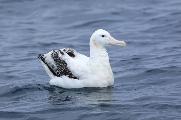 Jeho potulný Albatros, Diomedea exulans, odpočívá — Stock fotografie