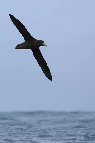 Verticale noordelijke Reuzenstormvogel, Macronectes Halli — Stockfoto