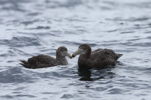 Paar Nördlicher Riesensturmvogel, macronectes halli — Stockfoto