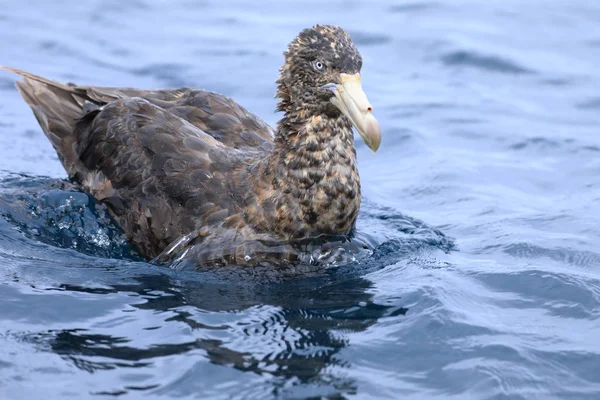 Severní gigant Petrel, Makronectes Halli — Stock fotografie