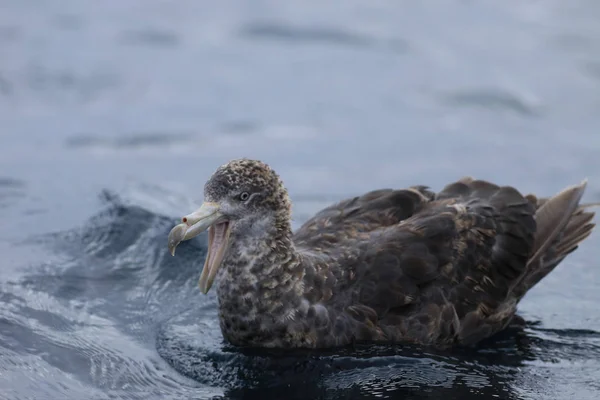 Petrel gigante do norte, Macronectes halli, agressivo — Fotografia de Stock