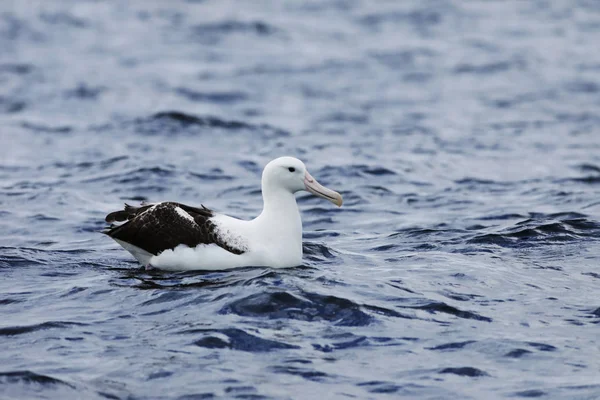 Northern Royal Albatross, Diomedea sanfordi, on ocean — Stock Photo, Image