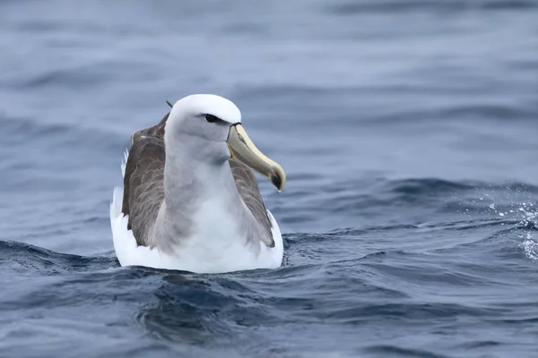 Salvin's Albatross, Thalassarche salvini, at sea — Stock Photo, Image