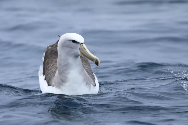 Salvin ' s Albatross, Thalassarche Salvini, till sjöss — Stockfoto