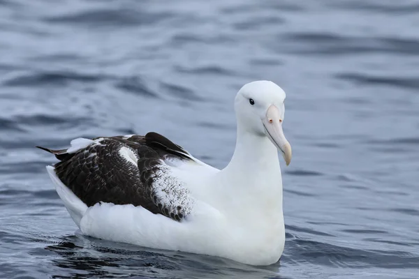 Południowy królewski Albatross, Diomedea epomophora, na morzu — Zdjęcie stockowe