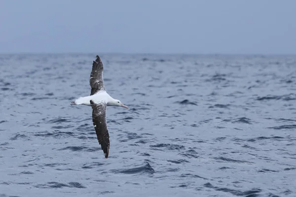 Albatros royaux du sud, Diomedea epomophora, en vol — Photo