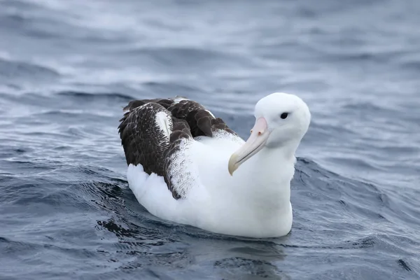 Jižní královský Albatros, Diomedea epomophora, na vodě — Stock fotografie