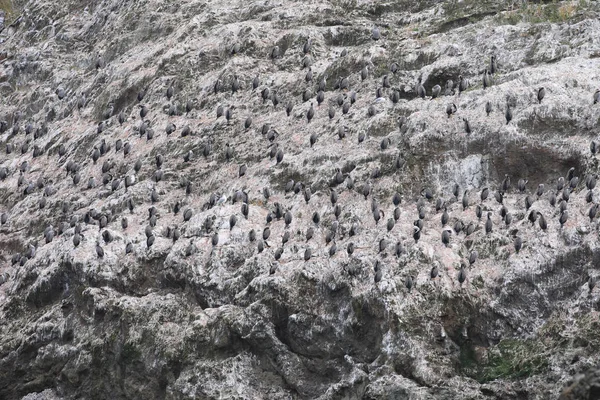 Vazut Shag, Stictocarbo punctatus, colonie — Fotografie, imagine de stoc