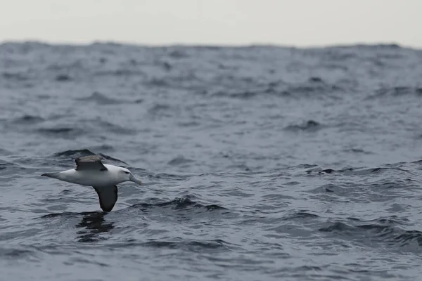 Wit-afgetopte albatross, Thalassarche steadi, tijdens de vlucht — Stockfoto