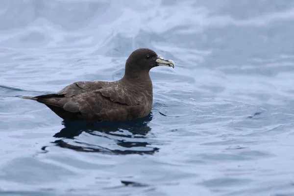 White-chinned Petrel, Procellaria aequinoctialis, at sea — Stock Photo, Image