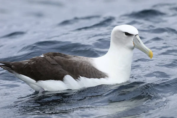 White-capped Albatross, Thalassarche steadi, on water — Stock Photo, Image