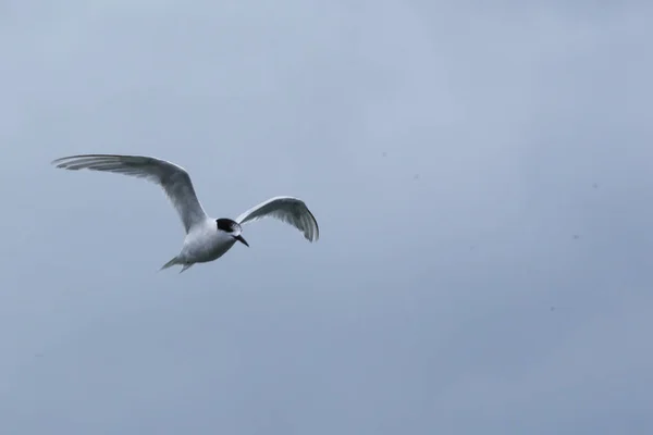 Tern voador de frente branca, Sterna striata — Fotografia de Stock