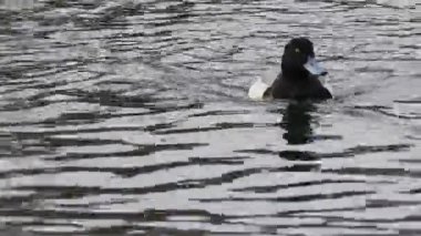 Erkek büyük yüzme Scaup, Aythya marila,