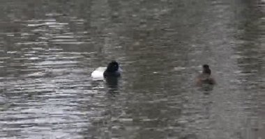 Bir çift Greater Scaup, Aythya marila, suda 4k