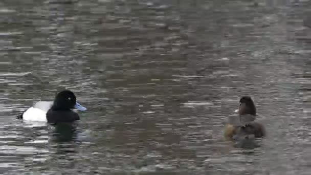 Coppia Greater Scaup Aythya Marila Nuoto — Video Stock