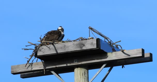 Paar Osprey Pandion Haliaetus Nest — Stockvideo