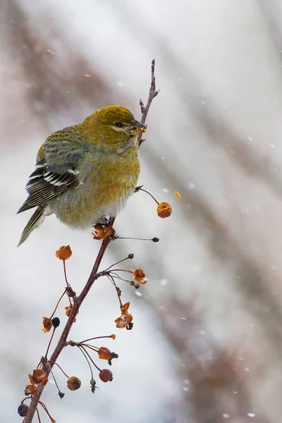 Vertical de Pinheiro Feminino Grosbeak, enucleador de Pinicola, em bliz — Fotografia de Stock