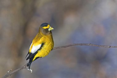 Erkek Akşam Grosgaga, Coccothraustes vespertinus