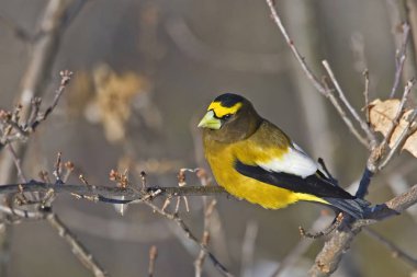 Erkek Akşam Grosgaga, Coccothraustes vespertinus, tünemiş