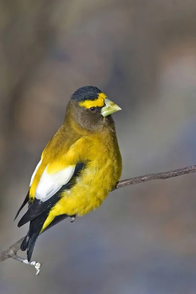 Vertical of Male Evening Grosbeak, Coccothraustes vespertinus — Stock Photo, Image