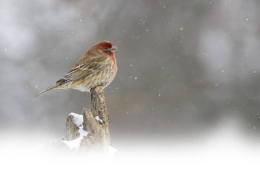 Finch Hanesi, Haemorhous Meksikalısı, kar fırtınasında.