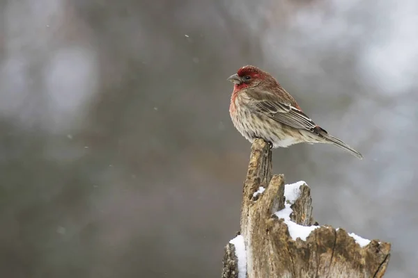 House Finch, Haemorhous mexicanus, in a blizzard — 스톡 사진