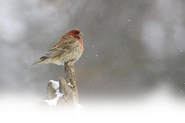 Casa Finch, mexicano hemorrágico, na tempestade de neve — Fotografia de Stock