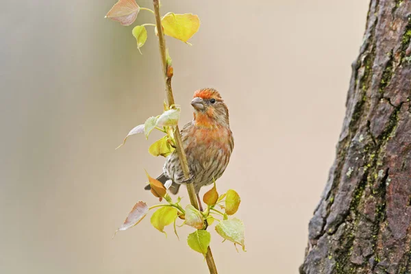 Huset Finch, Haemorhous mexikanska us, uppflugen — Stockfoto