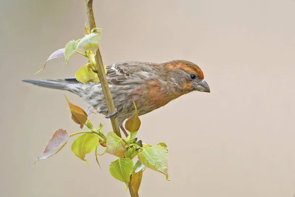 House Finch, Haemorhous mexicanus, on branch — 스톡 사진