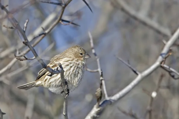 Kvinnliga huset Finch, Haemorhous mexikanska, uppflugen — Stockfoto