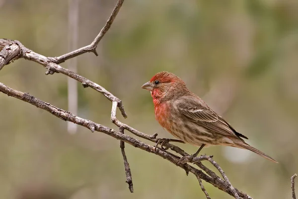 Vivid House Finch, Haemorhous mexicanus — стокове фото