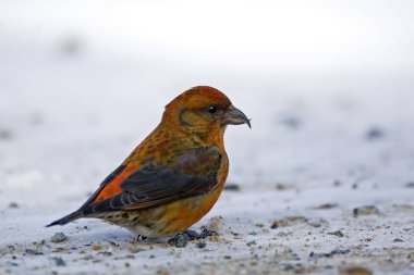 Erkek Red Crossbill, Loxia Curvirostra, yerde.