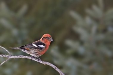 Beyaz Kanatlı Erkek Crossbill, Loxia lökoptera, şubede