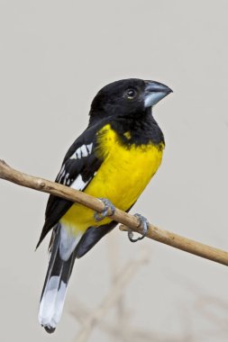 Benekli Grosgaga, Mycerobas melanozanthos, tünemiş