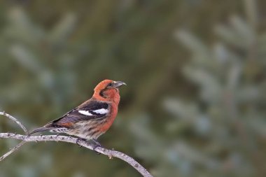 Beyaz Kanatlı Erkek Crossbill, Loxia lökopterası, tünemiş