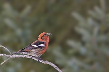 Male White-winged Crossbill, Loxia leucoptera, perched clipart