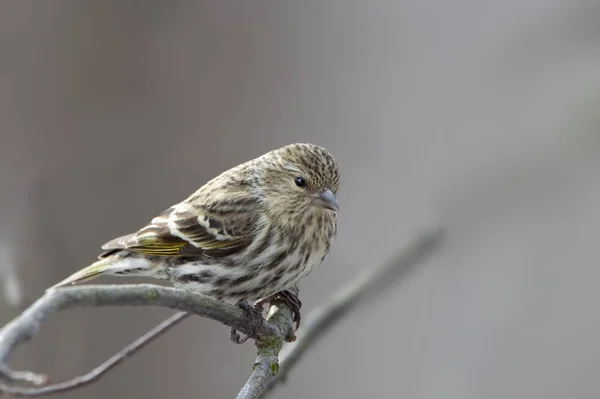 Pine Siskin, Spinus pinus, close up — 스톡 사진