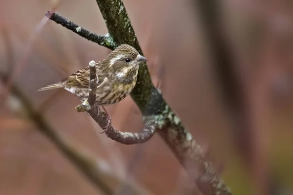 Pinzón púrpura hembra, Haemorhous purpureus — Foto de Stock