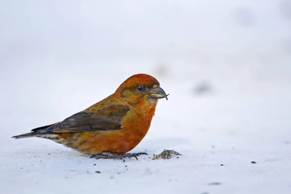 Male Red Crossbill, Loxia curvirostra, roadside — 스톡 사진