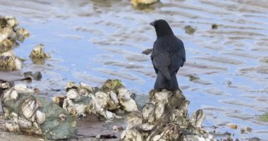Amerikan Kargası, Corvus brachyrhynchos, sahil boyunca avlanıyor.