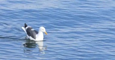 Büyük siyah sırtlı martı, Larus marinus, yüzme 4K