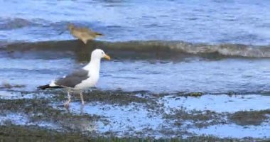 Büyük siyah sırtlı martı, Larus marinus, sahil boyunca yürüyor.