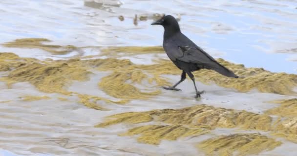 Cuervo Americano Corvus Brachyrhynchos Caminando Largo Orilla — Vídeos de Stock